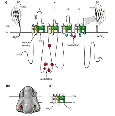 sodium leak channels|molecular biology